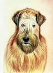 Soft Coated Wheaten Terrier